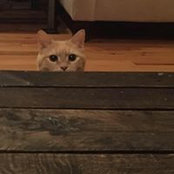 Rhonda Bebout's photo