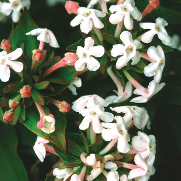 Abelia mosanensis