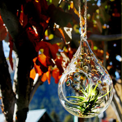 Solar Terrarium - Terrariums