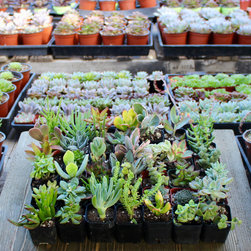 Assorted Succulent Packs - Products
