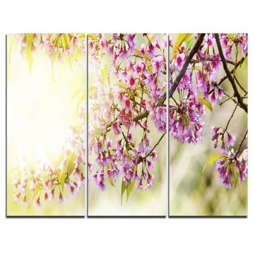"Blooming Cherry Flowers" Photography Canvas Print, 3 Panels, 36"x28"