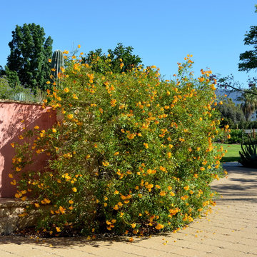 Southwestern Plants