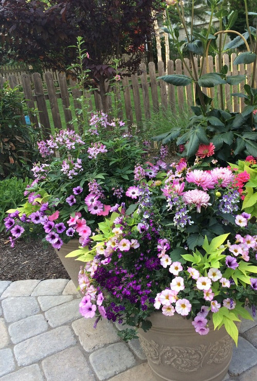 Help with overgrown container! Cleome has taken over!