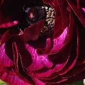 Kamila Jogia-Sattar's photo