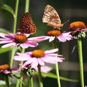 Debbie Bartlett's photo