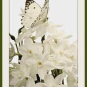 Rose Sanabria's photo