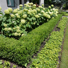 Front Yard Landscape
