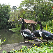 animals