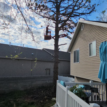 Backyard Transformation
