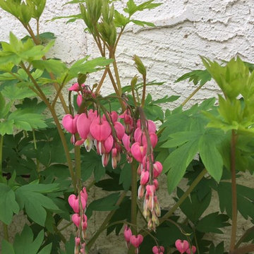 Beautiful Blooms