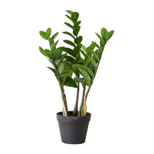 Plants And Outdoors