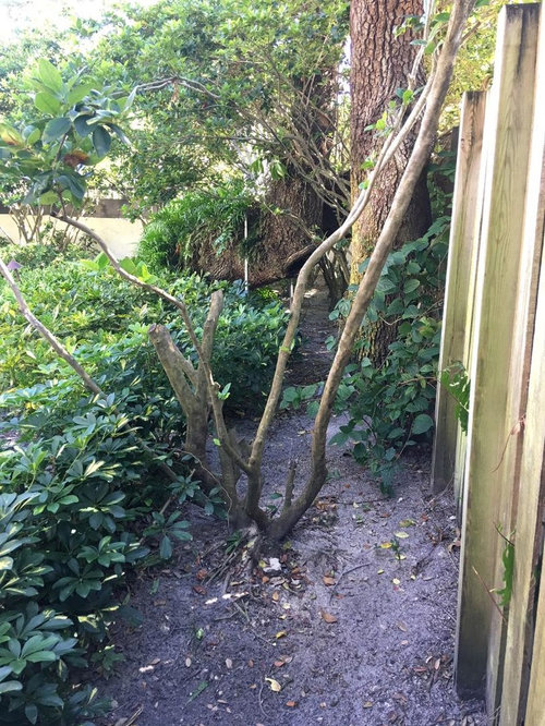 My Ligustrums are dying off! Why?