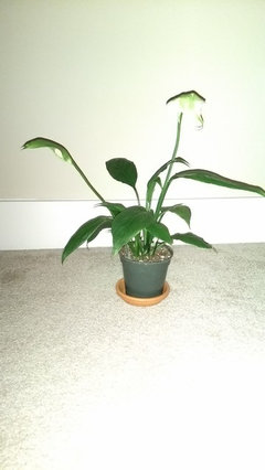 Is my peace lily overwatered? | Houzz Forum