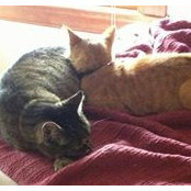 Elaine Cooperstein's photo