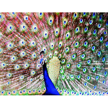 "Peacock" by Paul Laoria, Giclee Canvas Wall Art, 18"x24"