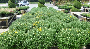 Best 15 Garden Landscape Supplies Companies In Springfield Va