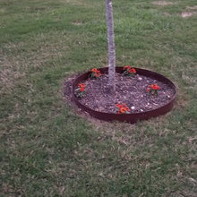 flowerbed