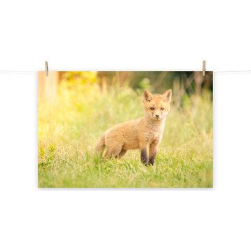 Baby Red Fox in the Sun Wildlife Photography Unframed Wall Art Print, 8" X 10"