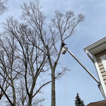 Removal of 3 trees leaning over the house and power lines in front of the proper