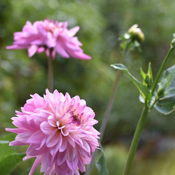 G A R D E N - Cut flower farms + gardens