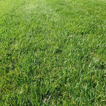 Cheshire, CT - Lawn Care Fertilizing - Landscape Maintenance