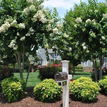 Front Yard Landscape