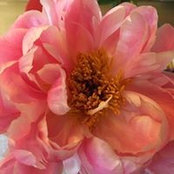 Melissa Le Nicol's photo