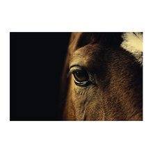horse eye