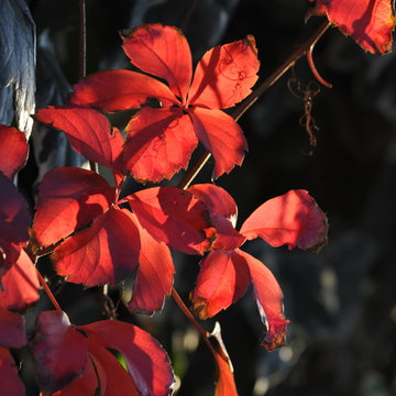 Parthenocissu tricuspidata fogliame autunnale