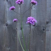 Sam Bishop's photo