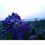 Trina Williamson's photo
