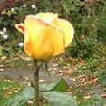 Edens rose garden design's profile photo