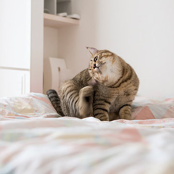 猫の隠れ家