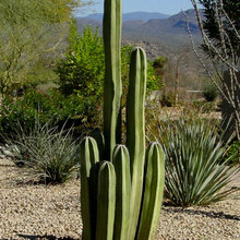 A Desert Garden
