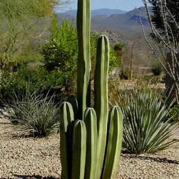 Southwestern Plants
