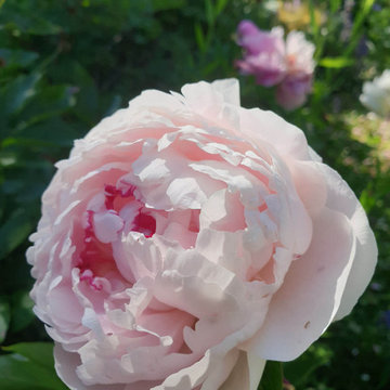 Pivoine odorante