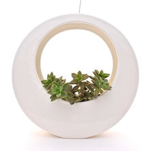 Modern Indoor Pots And Planters by Potted