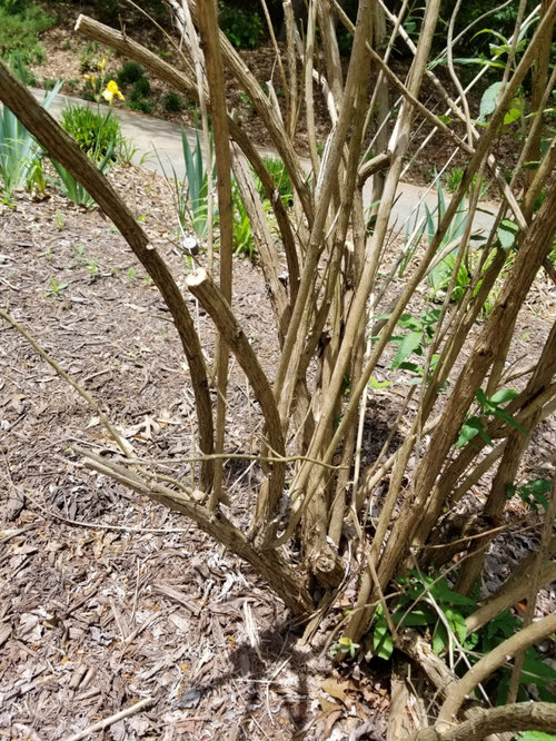 Pruning my butterfly bush
