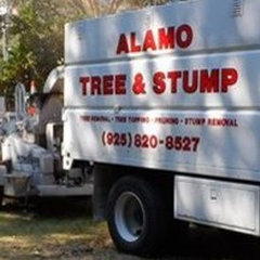 ALAMO TREE AND STUMP