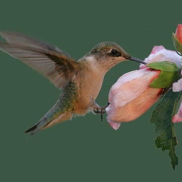Hummingbird and Butterfly Garden