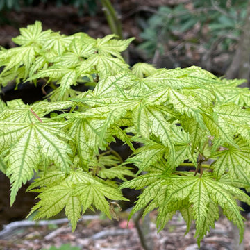 Acer Palmatum Shigitatsu Sawa