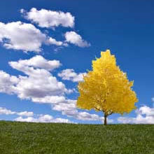 Trees and shrubs
