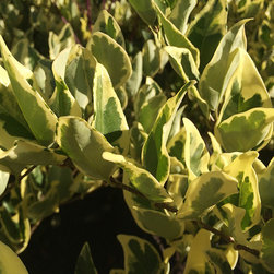 Current Featured Plants - Products