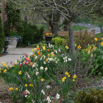 Daffodils and Tulips