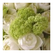 范藍玫s foto