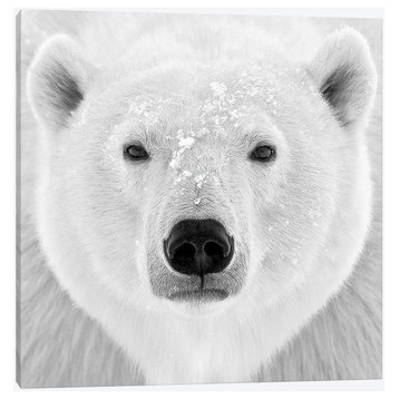 Polar Bear by PhotoINC Studio Canvas Print, 26"x26"