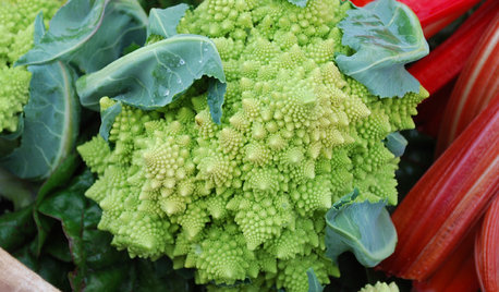 Que faire dans son jardin au mois de novembre ?