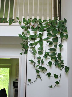 Design ideas for pothos | Houzz Forum
