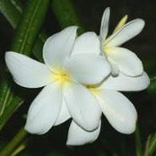 Siti Mahani's photo