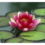 Celeste MacQuarrie's photo
